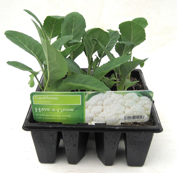 Cauliflower Cauliflower