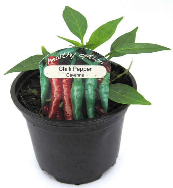 Chilli pepper Chilli pepper