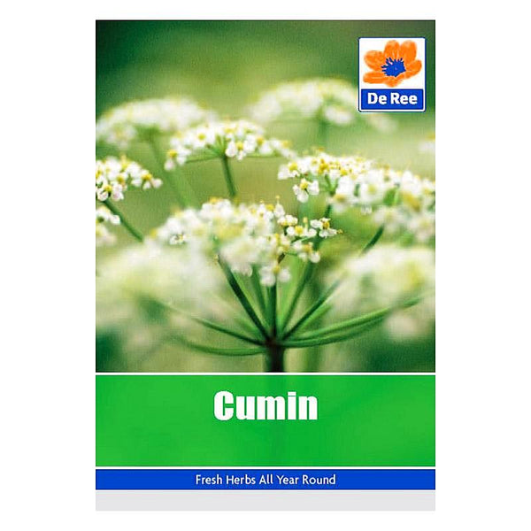 Cumin Cumin