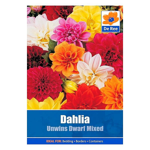 Dahlia Unwins Dwarf Mixed Dahlia Unwins Dwarf Mixed