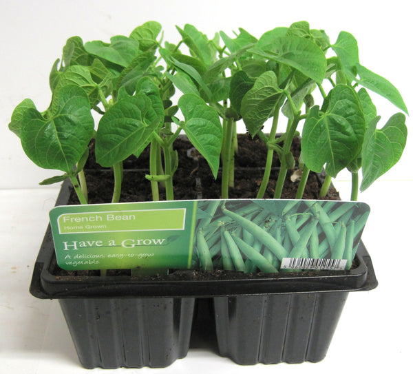 French Bean French Bean