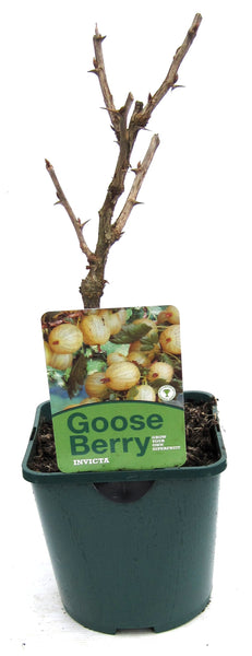 Goosberry Invicta 2litre Goosberry Invicta 2litre