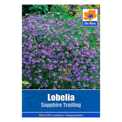 Lobelia Sapphire Trailing