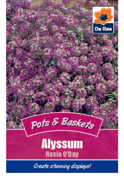 Alyssum Rosie O'Day Alyssum Rosie O'Day