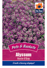 Alyssum Rosie O'Day