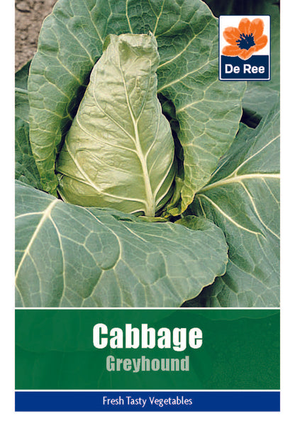 Cabbage Greyhound Cabbage Greyhound