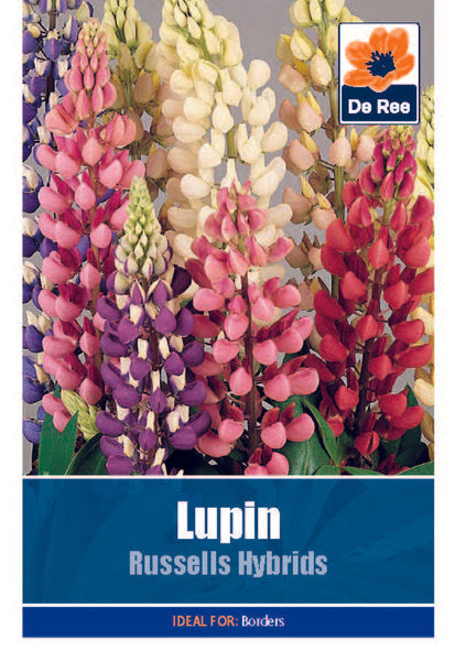 Lupin Russells Hybrid Lupin Russells Hybrid
