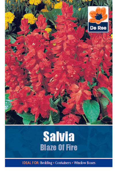 Salvia Blaze of Red Salvia Blaze of Red
