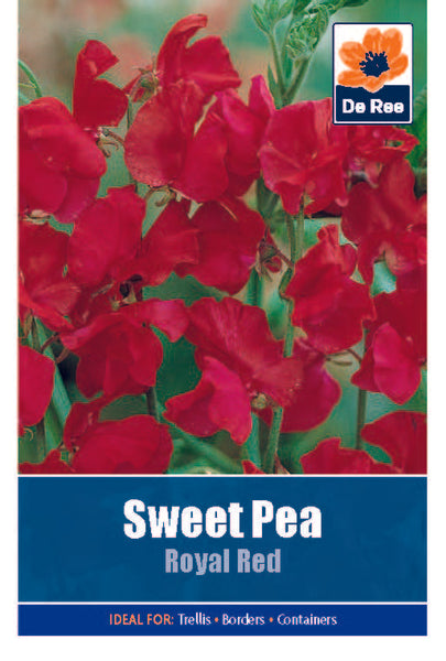 Sweet Pea Royal Red Sweet Pea Royal Red
