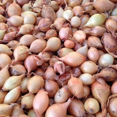 Onion Sets - Sturon (Spring Planting) Onion Sets - Sturon (Spring Planting)
