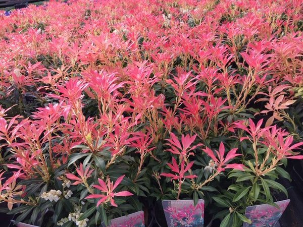 Peris Forest flame 1litre Peris Forest flame 1litre