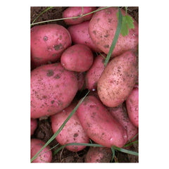 Potatoes - Sarpo Mira Maincrop - 2Kg Nets Potatoes - Sarpo Mira Maincrop - 2Kg Nets