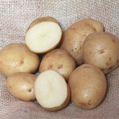 Potatoes - British Queen Second Earlies - 2Kg Potatoes - British Queen Second Earlies - 2Kg
