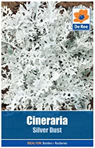 De Ree Cineraria Silver Dust De Ree Cineraria Silver Dust
