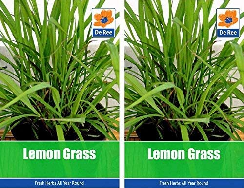 Lemon Grass Lemon Grass