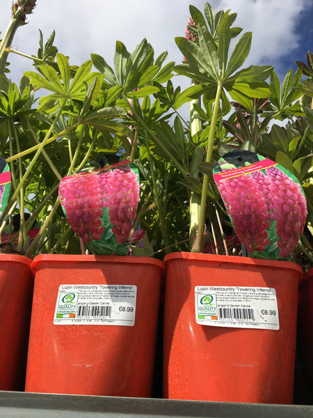 Lupin west county towering inferno 2l Lupin west county towering inferno 2l