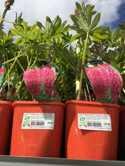 Lupin west county towering inferno 2l