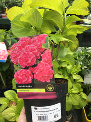 Hydreanga mop head pink