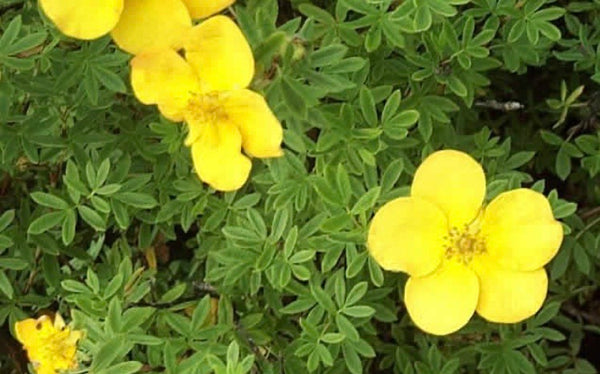 Potentilla fructiosa Annette 1 l Potentilla fructiosa Annette 1 l