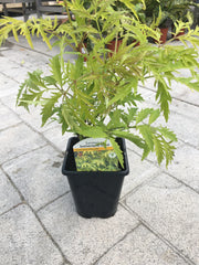 Sambucas Sutherland gold 1l