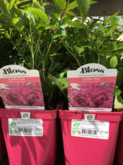 Astilbe Younique silvery pink 2l