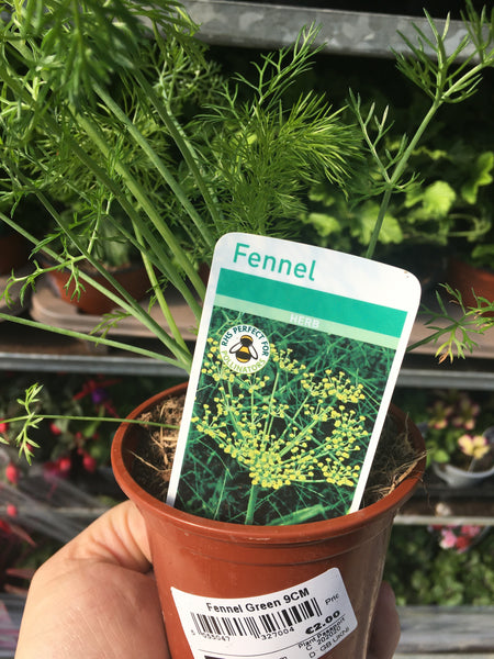 Fennel 9cm Fennel 9cm