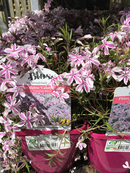 Phlox candy stripes 2l Phlox candy stripes 2l