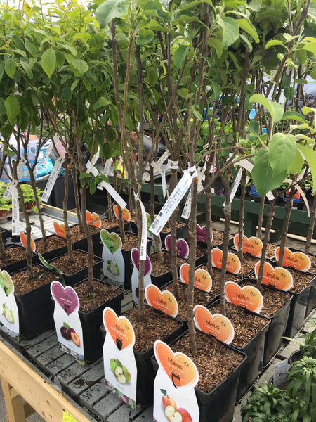 Apple tree Elstar Apple tree Elstar