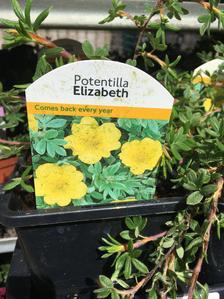 Potentilla fructicosa Elizabeth 1l Potentilla fructicosa Elizabeth 1l
