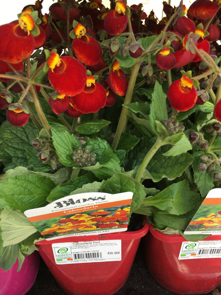 Calceolaria red 2l Calceolaria red 2l