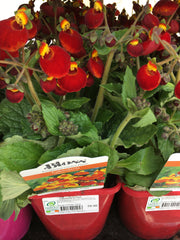 Calceolaria red 2l