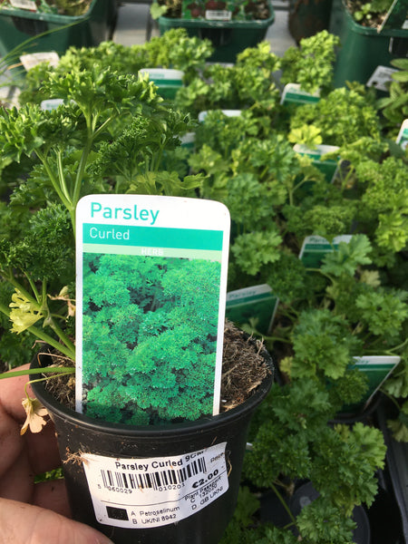 Parsley curled 9cm Parsley curled 9cm