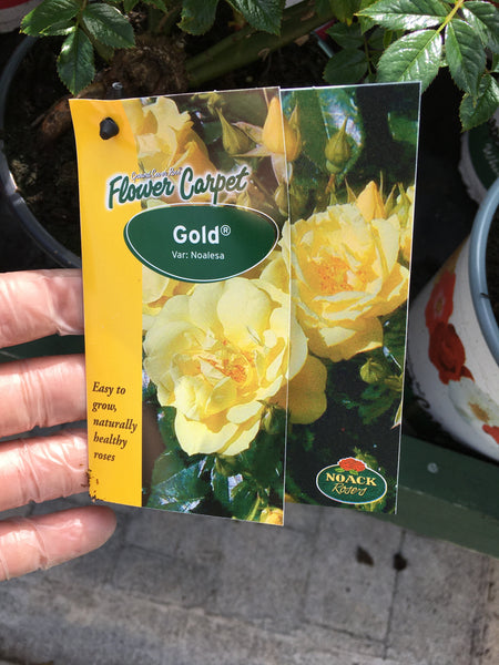 Carpet rose gold Carpet rose gold