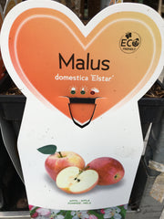 Apple tree Elstar Apple tree Elstar