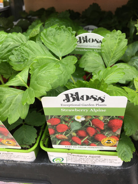 Strawberry Alpine Strawberry Alpine