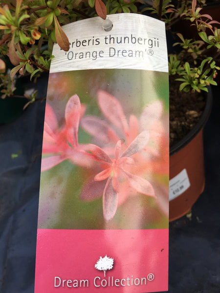 Berberis orange dream Berberis orange dream