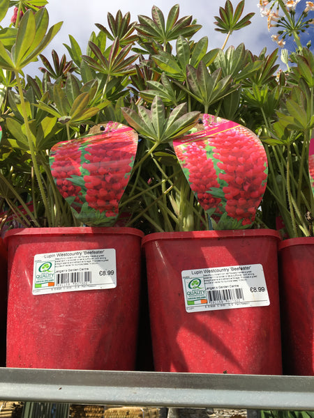 Lupin west county beefeater Lupin west county beefeater