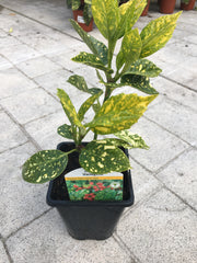 Aucuba variegata 1l