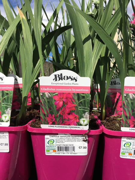 Gladiolus communis byzantinus Gladiolus communis byzantinus