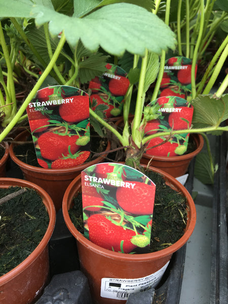 Strawberry Elsanta 9cm Strawberry Elsanta 9cm