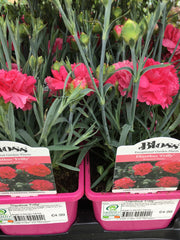 Dianthus Frilly 1litre Dianthus Frilly 1litre