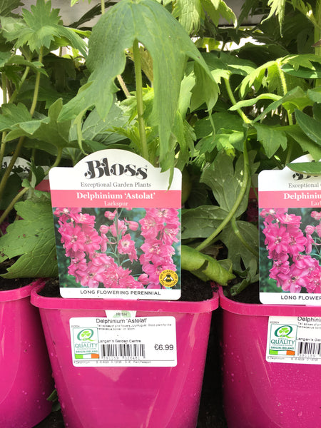 Delphinium astolat 2l Delphinium astolat 2l