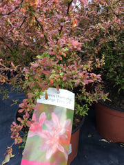 Berberis orange dream Berberis orange dream