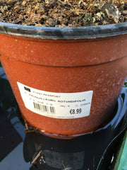 Prunus rotundifolia Prunus rotundifolia