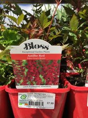 Astilbe Montgomery red 2l