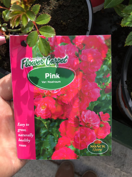 Carpet rose pink Carpet rose pink