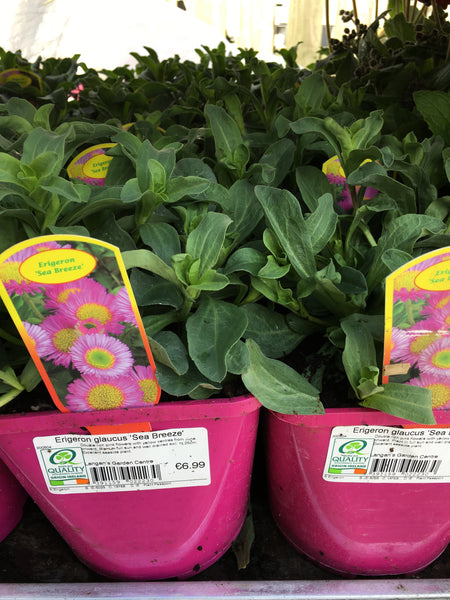 Erigeron sea breeze 2l Erigeron sea breeze 2l