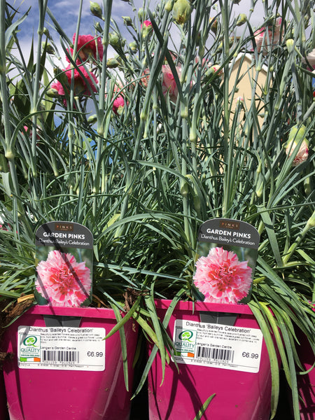 Dianthus baileys celebration 2l Dianthus baileys celebration 2l