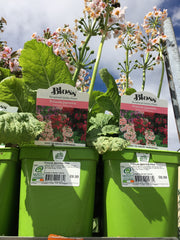 Primula japonica Alba