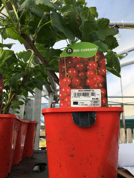 Red currant 2l Red currant 2l